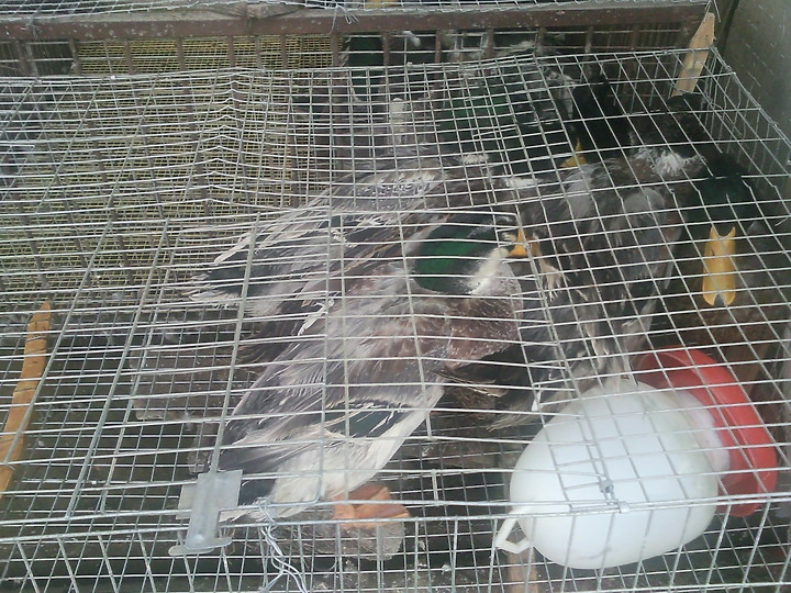 看到這些動物你認為武漢肺炎是由美國發出的嗎？