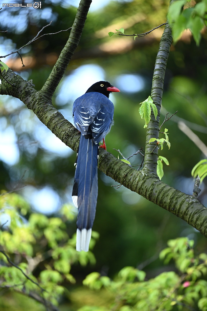 Nikon 70-200mm f/2.8 S 銳利非常 N家望遠代表作 還有與小黑七的人像比較