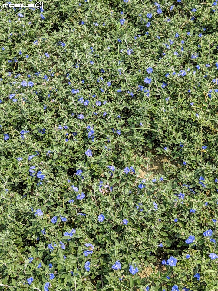 花旗木+蔥花 台南市山上區水道博物館 03/29