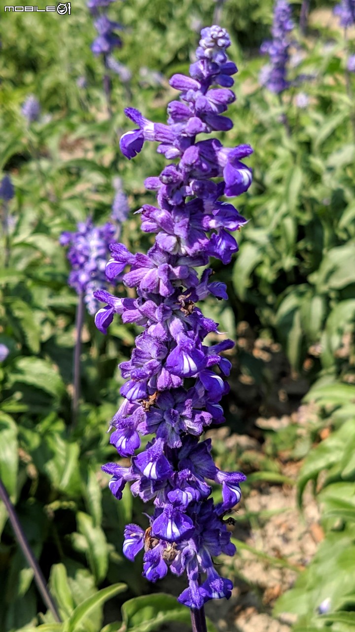 鼠尾草+蜀葵花 台南市學甲區光華里 03/07