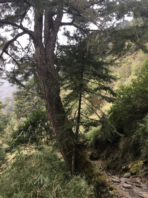 新手入門百岳-挑戰3952玉山主峰!