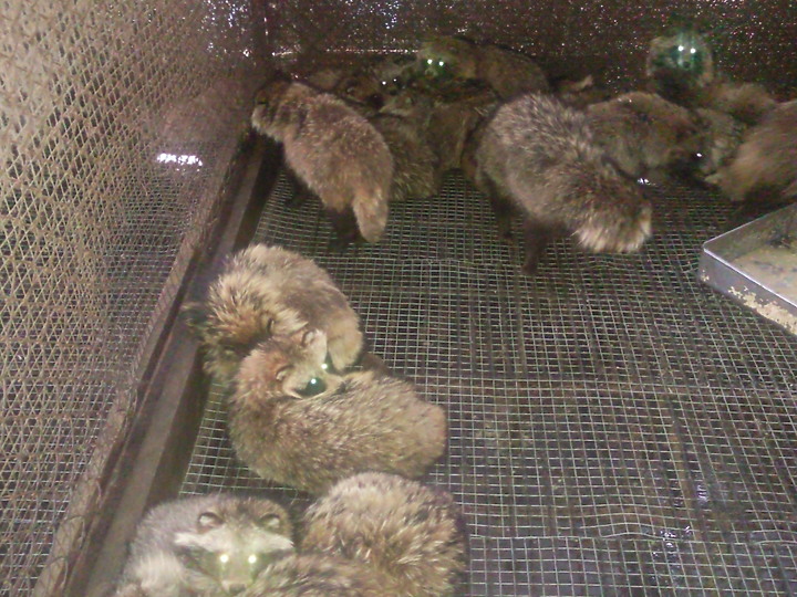 看到這些動物你認為武漢肺炎是由美國發出的嗎？