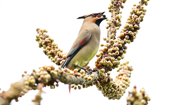 朱連雀9年後再訪恆春關山，53隻全都錄，Z7+600mm貓眼對焦首先發表。