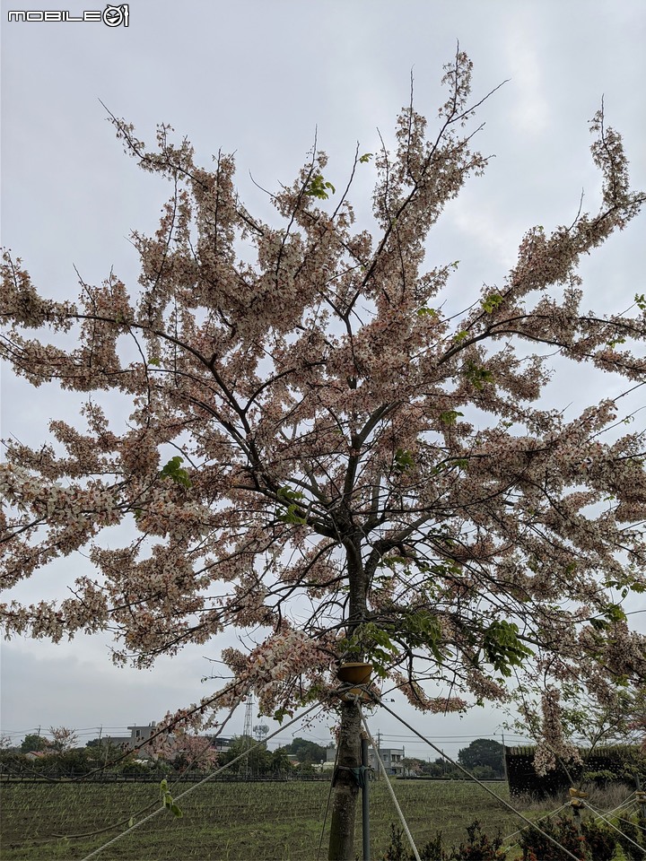 花旗木 台南市西港區新寮花旗木步道 03/14