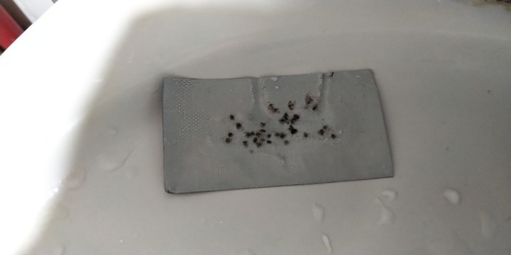請問浴室的小黑蚊~