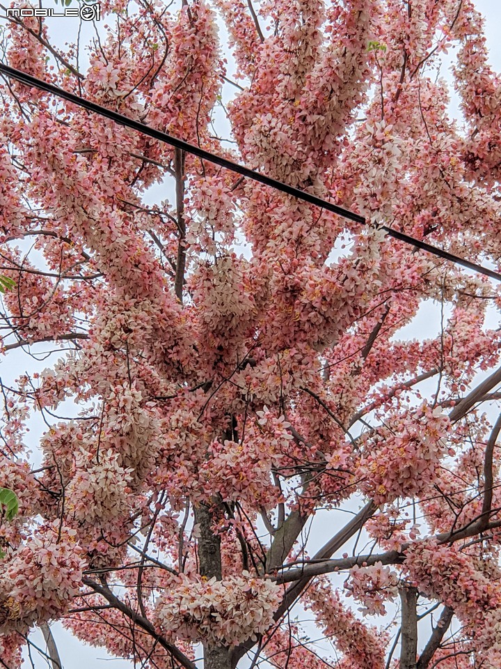 花旗木 台南市西港區新寮花旗木步道 03/14