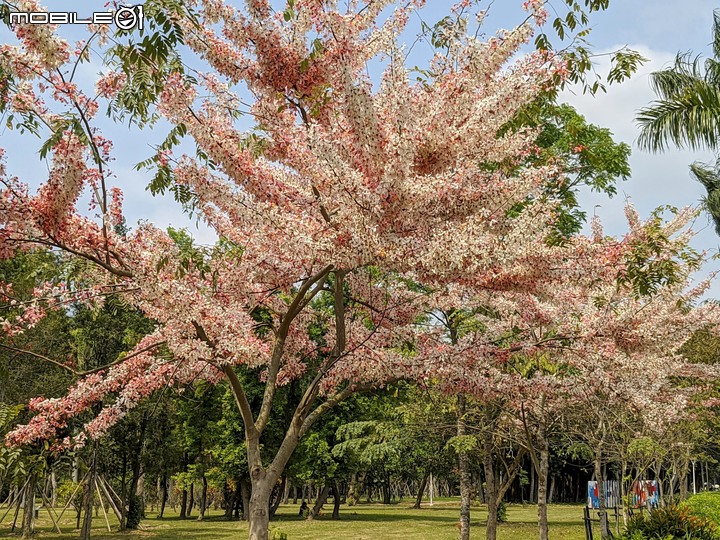 花旗木+蔥花 台南市山上區水道博物館 03/29