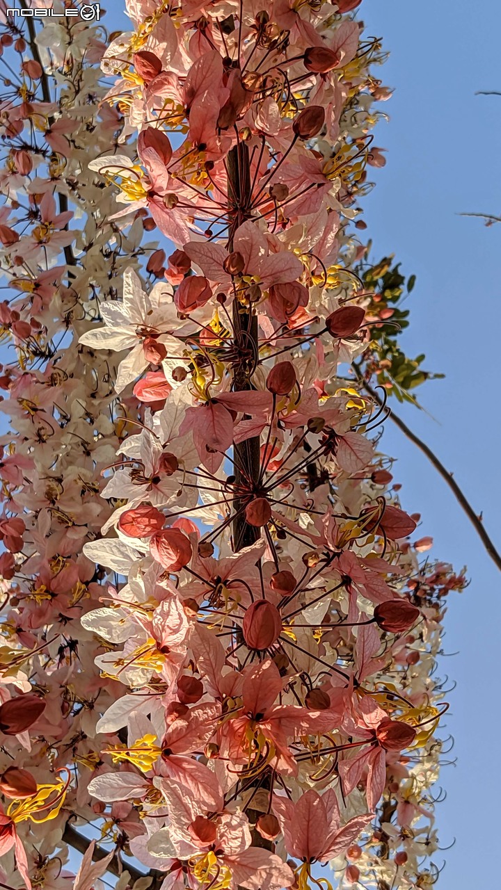 花旗木 台南市仁德區仁德滯洪池 03/27