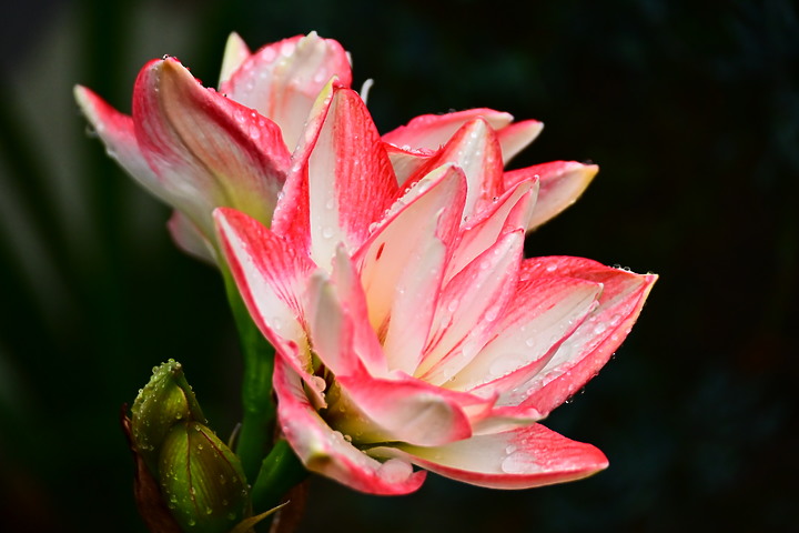 Z50+50-250mm DX拈花惹草：新埤鄉綜合休閒公園花旗木、我媽媽的孤挺花、陽台上的小花小草與多肉。