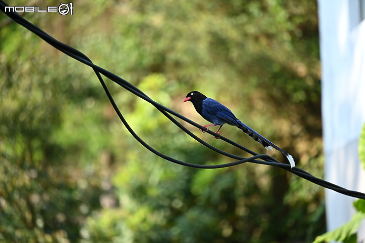 Nikon 70-200mm f/2.8 S 銳利非常 N家望遠代表作 還有與小黑七的人像比較