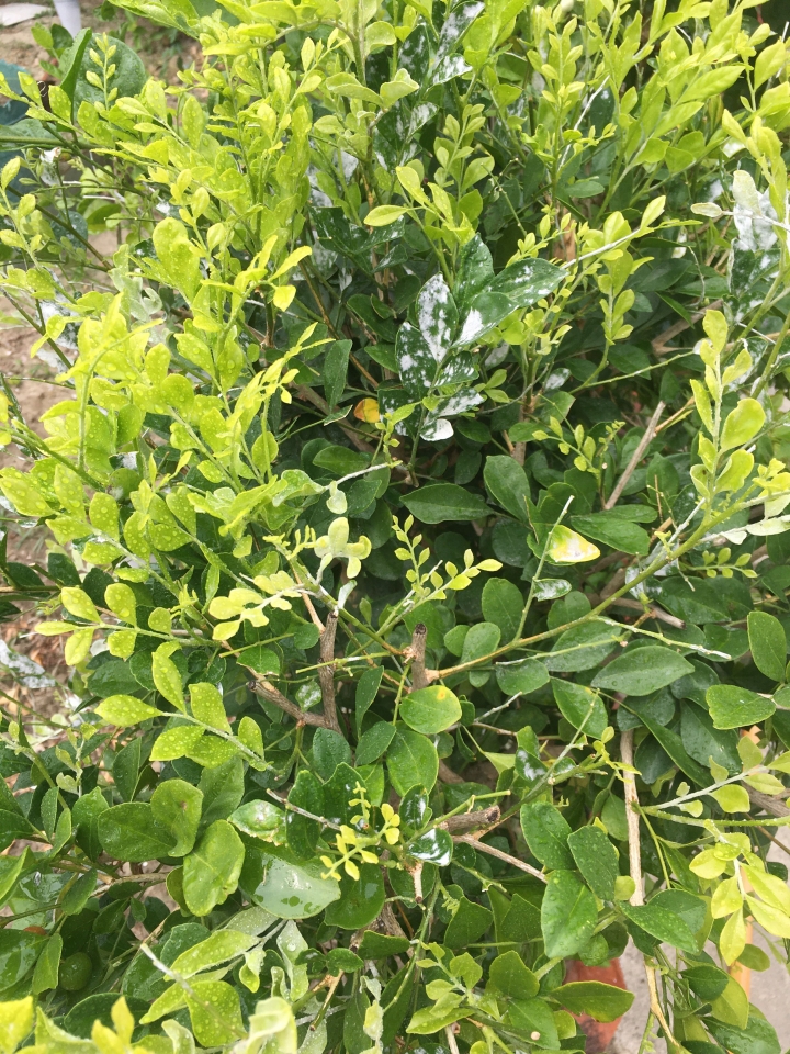七里香葉子白白的
