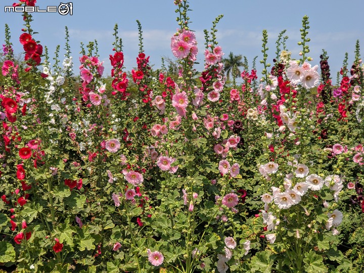 鼠尾草+蜀葵花 台南市學甲區光華里 03/07