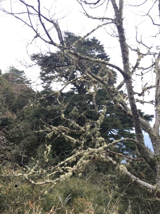 新手入門百岳-挑戰3952玉山主峰!