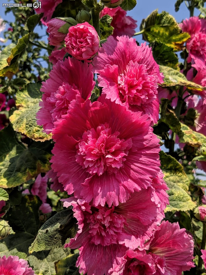 鼠尾草+蜀葵花 台南市學甲區光華里 03/07