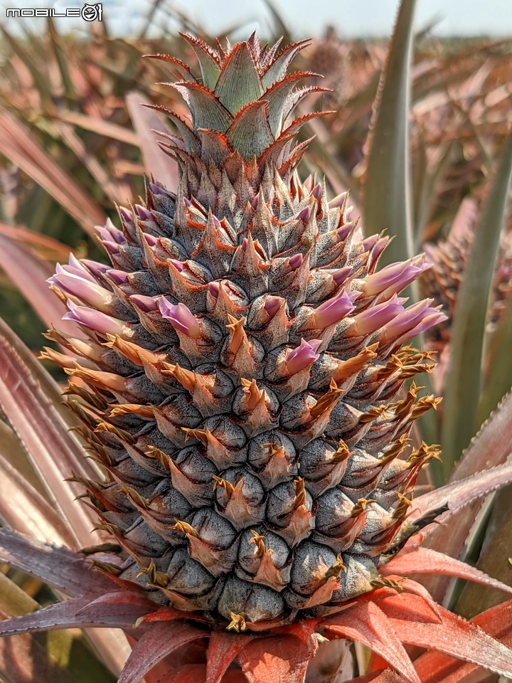 金毛菊+鳳梨花 台南市新化區那拔林台20線 03/29