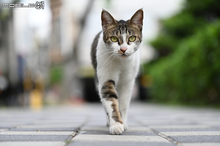 Nikon 70-200mm f/2.8 S 銳利非常 N家望遠代表作 還有與小黑七的人像比較