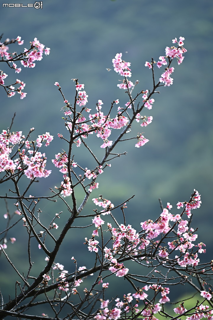 Nikon 70-200mm f/2.8 S 銳利非常 N家望遠代表作 還有與小黑七的人像比較