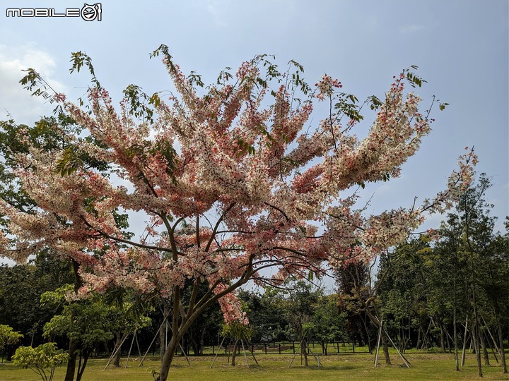 花旗木+蔥花 台南市山上區水道博物館 03/29