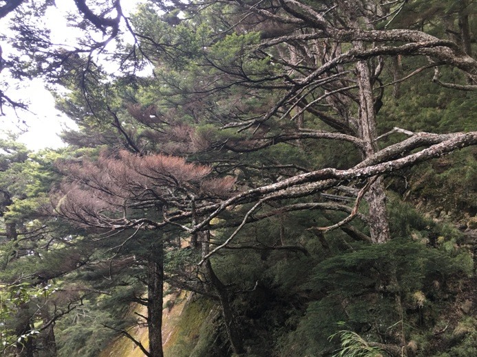 新手入門百岳-挑戰3952玉山主峰!
