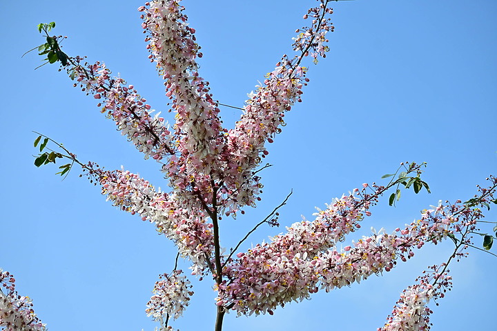 Z50+50-250mm DX拈花惹草：新埤鄉綜合休閒公園花旗木、我媽媽的孤挺花、陽台上的小花小草與多肉。