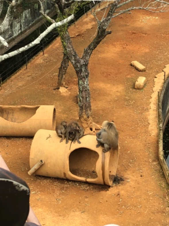 分享親子好去處 「六福村動物園」