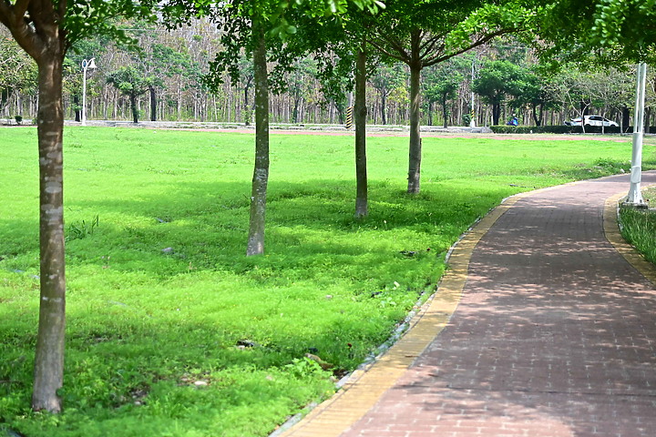 Z50+50-250mm DX拈花惹草：新埤鄉綜合休閒公園花旗木、我媽媽的孤挺花、陽台上的小花小草與多肉。