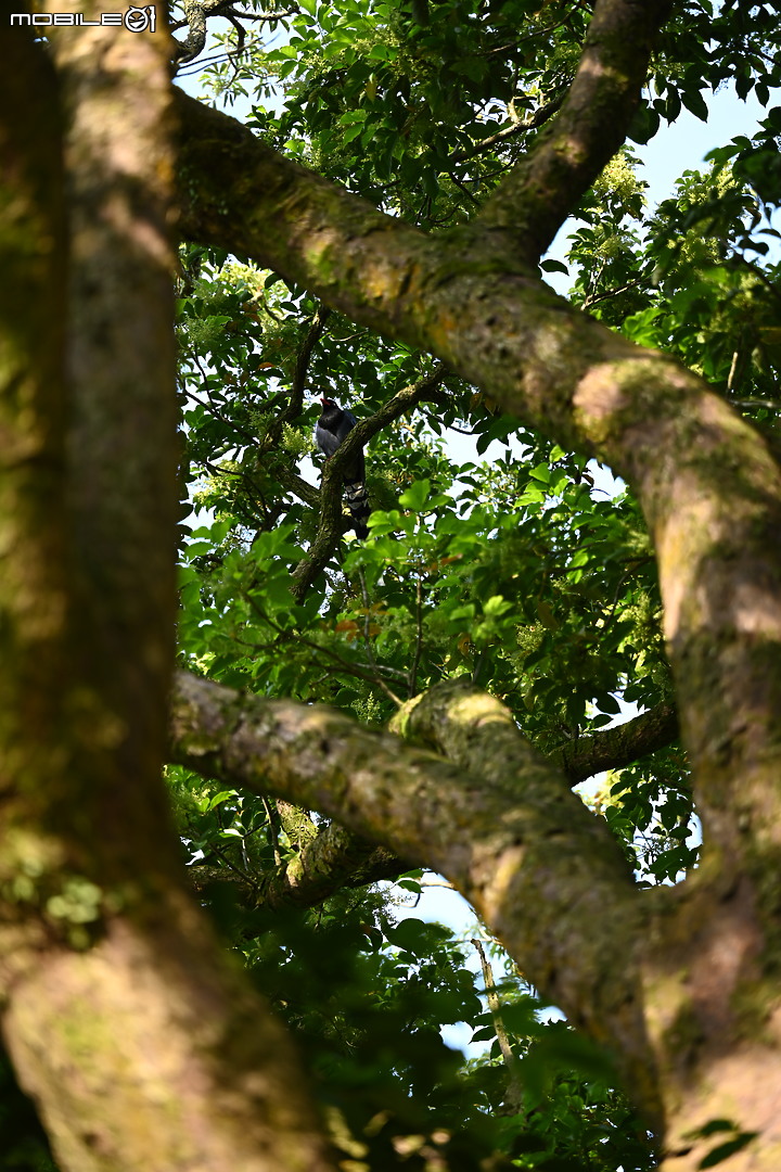 Nikon 70-200mm f/2.8 S 銳利非常 N家望遠代表作 還有與小黑七的人像比較