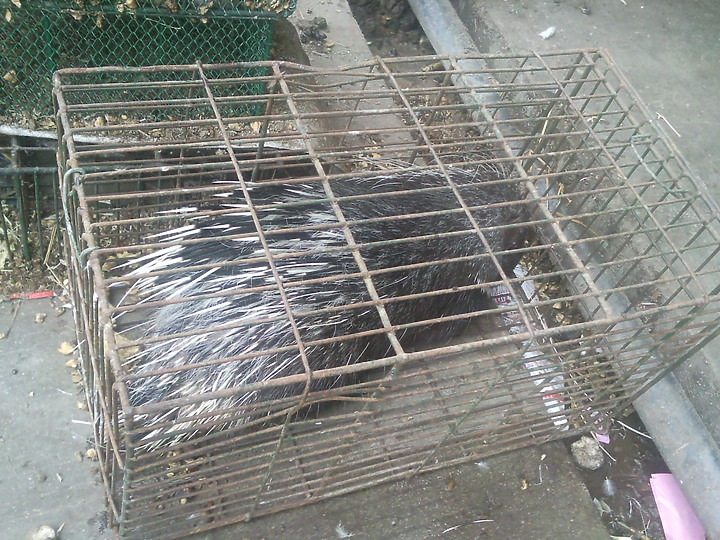 看到這些動物你認為武漢肺炎是由美國發出的嗎？