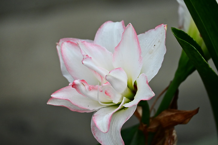 Z50+50-250mm DX拈花惹草：新埤鄉綜合休閒公園花旗木、我媽媽的孤挺花、陽台上的小花小草與多肉。