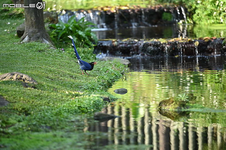 Nikon 70-200mm f/2.8 S 銳利非常 N家望遠代表作 還有與小黑七的人像比較