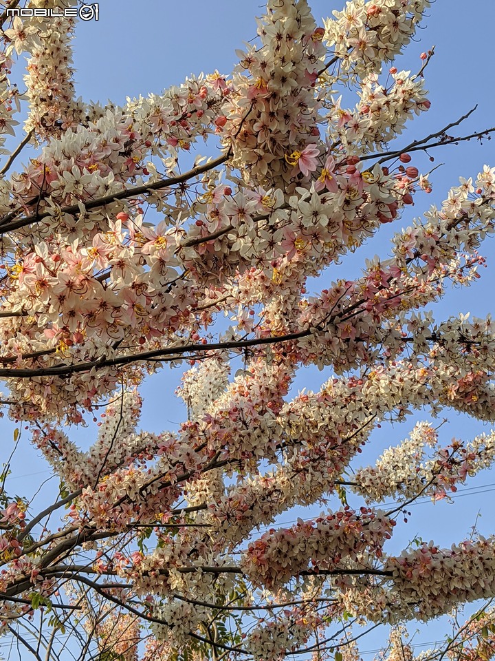 花旗木 台南市仁德區仁德滯洪池 03/27