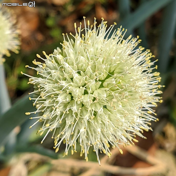 花旗木+蔥花 台南市山上區水道博物館 03/29