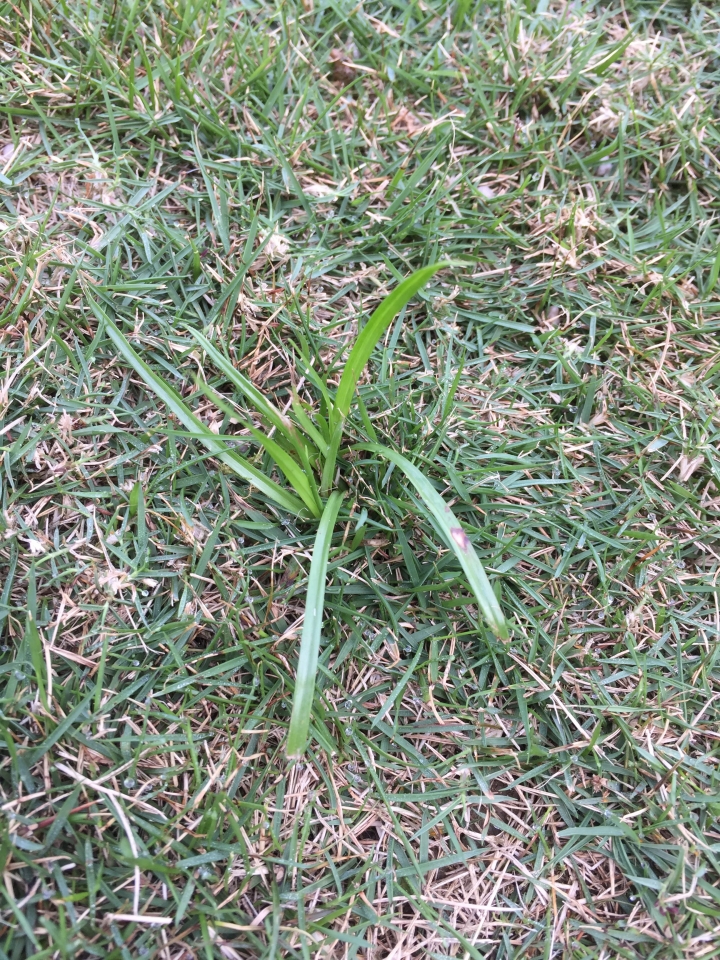 請問這是什麼雜草呢？謝謝！