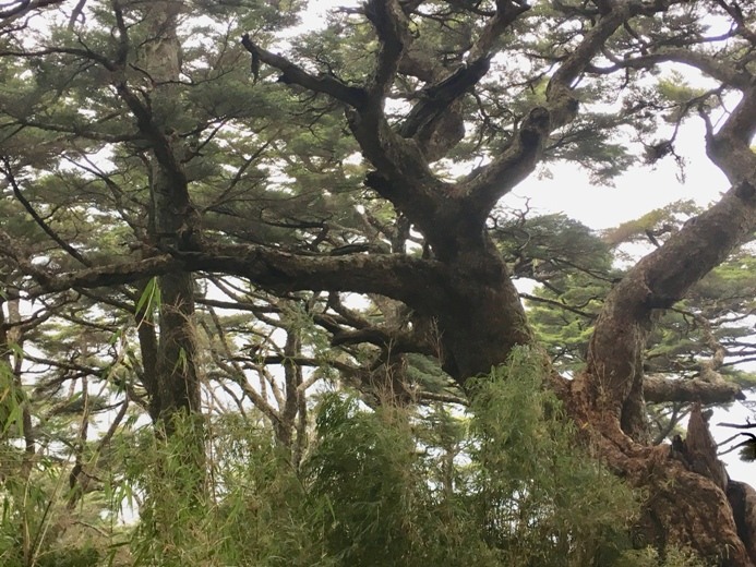 新手入門百岳-挑戰3952玉山主峰!