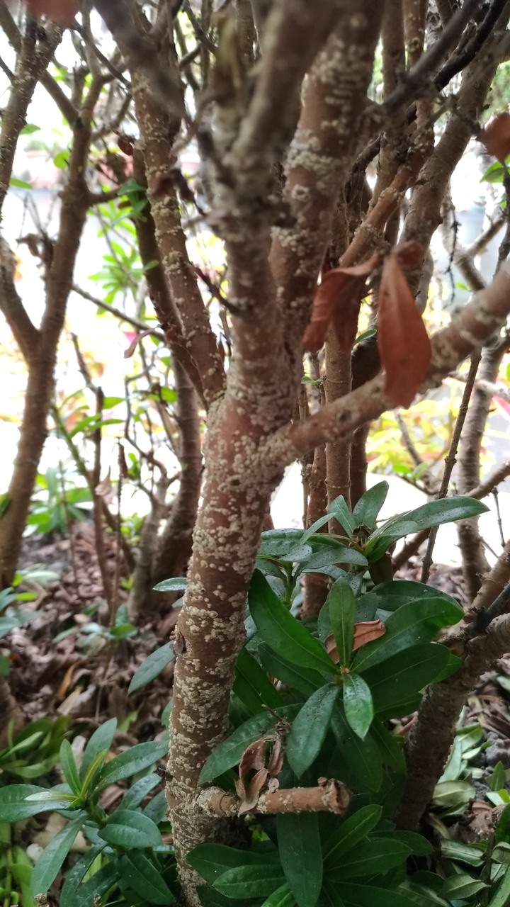 花圃植物生病