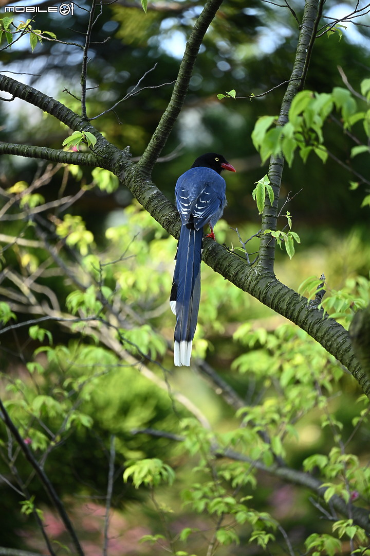 Nikon 70-200mm f/2.8 S 銳利非常 N家望遠代表作 還有與小黑七的人像比較