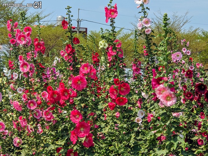 鼠尾草+蜀葵花 台南市學甲區光華里 03/07