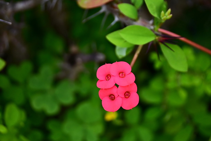 Z50+50-250mm DX拈花惹草：新埤鄉綜合休閒公園花旗木、我媽媽的孤挺花、陽台上的小花小草與多肉。