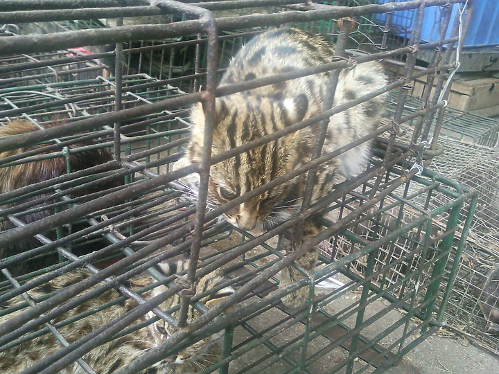 看到這些動物你認為武漢肺炎是由美國發出的嗎？