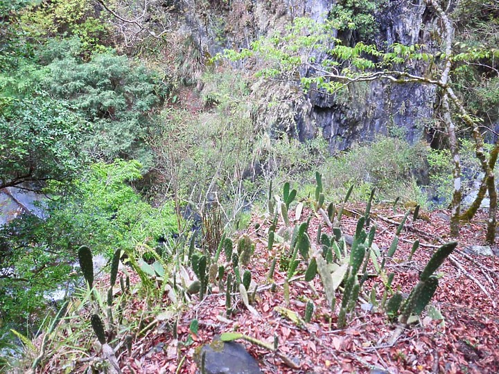 逆走日據八通關越嶺線(南安進東埔出)3/18(06:21)-3/23(06:21)