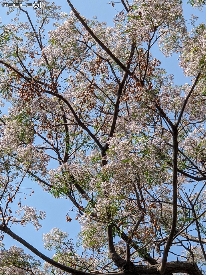 苦楝 台南市安平區古運河站 03/08