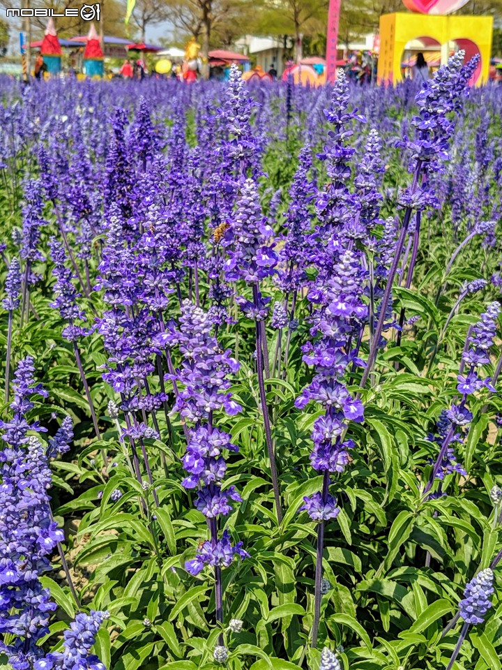鼠尾草+蜀葵花 台南市學甲區光華里 03/07