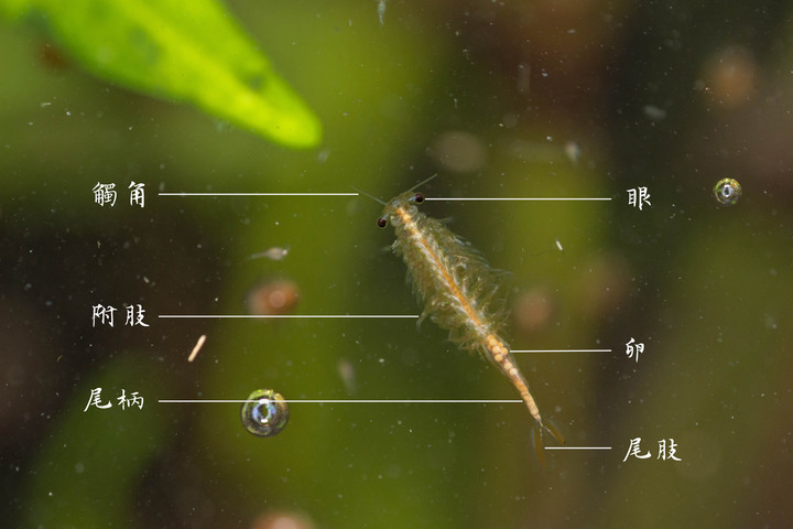 【向天蝦全攻略】大雨限定的綠色精靈