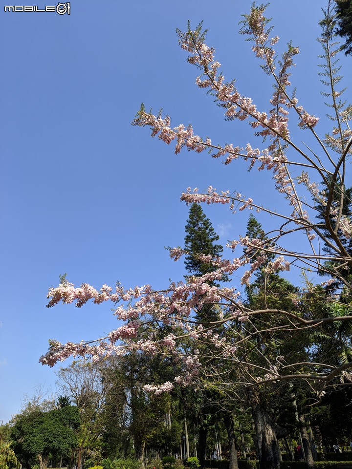 羊蹄甲+南洋櫻 台南市北區台南公園 03/01