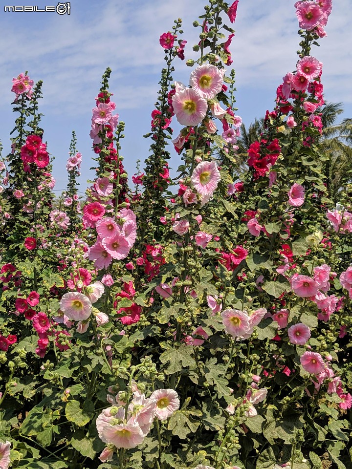 鼠尾草+蜀葵花 台南市學甲區光華里 03/07