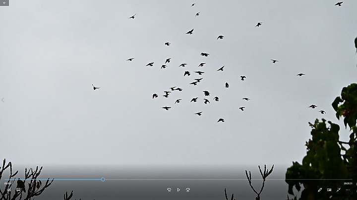 朱連雀9年後再訪恆春關山，53隻全都錄，Z7+600mm貓眼對焦首先發表。