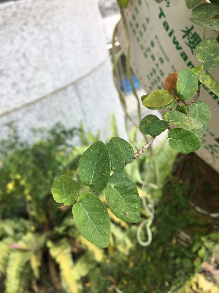 薜荔 爬滿山櫻花的樹幹下段，請問將來是否有害?