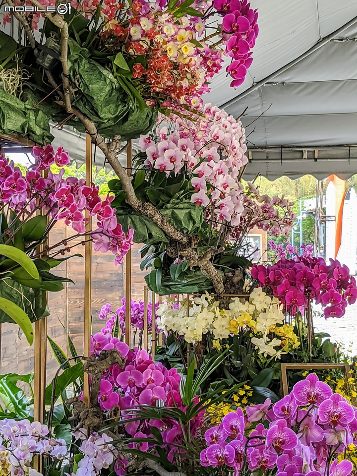 蘭花(蘭展延期-遍地開花) 台南市大內區南瀛天文館 03/13