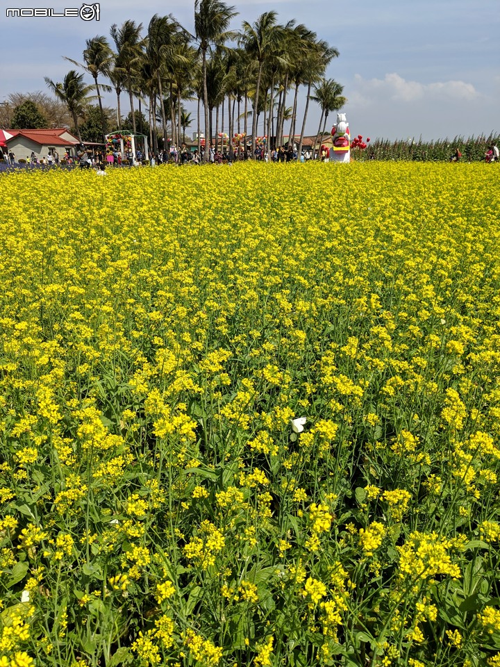 鼠尾草+蜀葵花 台南市學甲區光華里 03/07