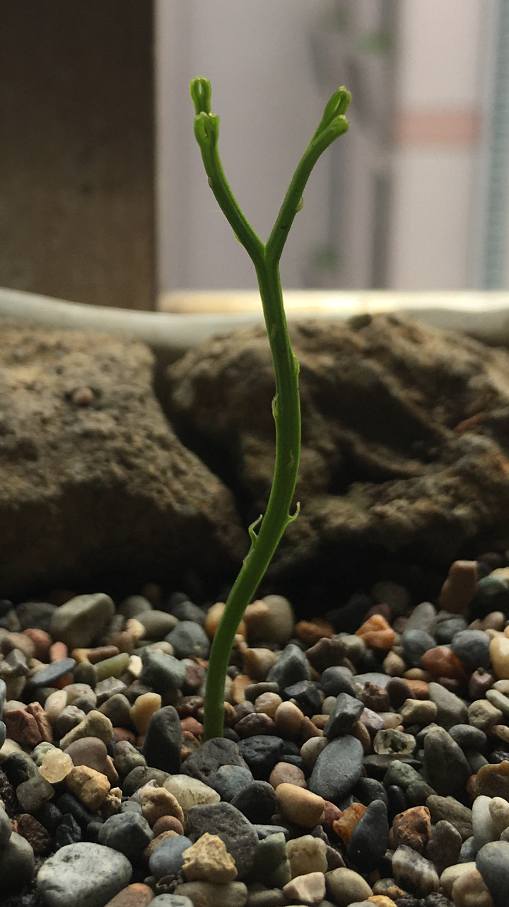 請問這是什麼植物幼苗？